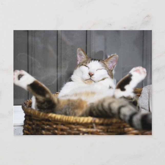 Cutest Baby Animals | Cat in Bed Postcard (Front)