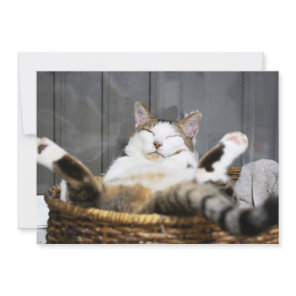 Cutest Baby Animals | Cat in Bed Thank You Card