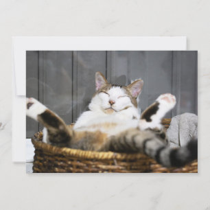 Cutest Baby Animals Cat in Bed Thank You Card