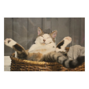 Cutest Baby Animals   Cat in Bed Wood Wall Art