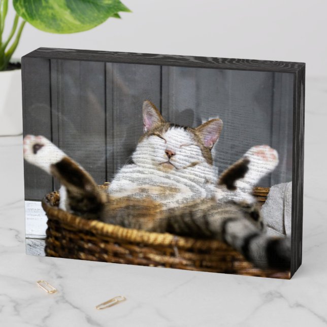 Cutest Baby Animals | Cat in Bed Wooden Box Sign (In Situ Horizontal)
