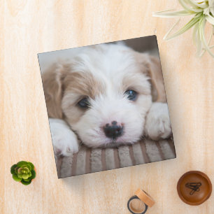 Cutest Baby Animals Cavashon Puppy 3 Ring Binder