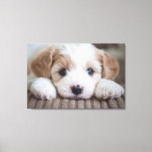 Cutest Baby Animals   Cavashon Puppy Canvas Print