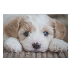 Cutest Baby Animals Cavashon Puppy Faux Canvas Print