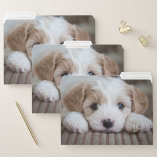 Cutest Baby Animals   Cavashon Puppy File Folder