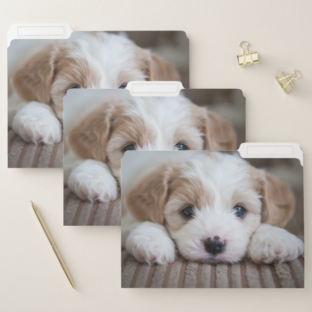 Cutest Baby Animals | Cavashon Puppy File Folder (Set)