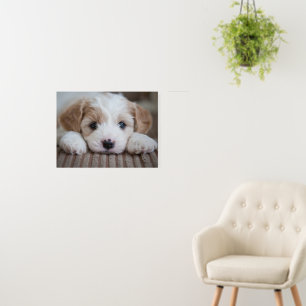 Cutest Baby Animals Cavashon Puppy Foam Board