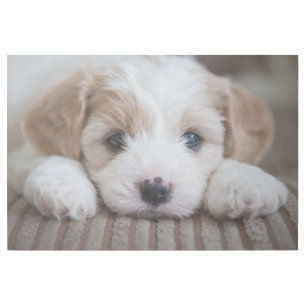 Cutest Baby Animals Cavashon Puppy Gallery Wrap