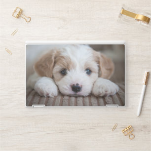 Cutest Baby Animals Cavashon Puppy HP Laptop Skin