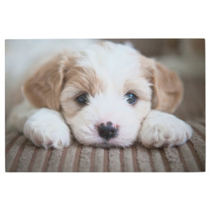 Cutest Baby Animals Cavashon Puppy Metal Print