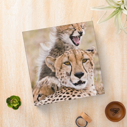 Cutest Baby Animals  Cheetah Cat  Cub 3 Ring Binder