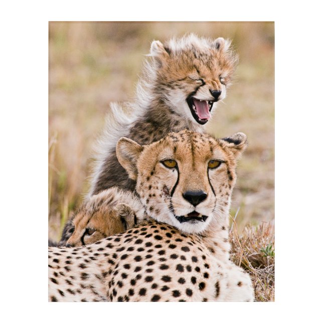 Cutest Baby Animals | Cheetah Cat & Cub Acrylic Print (Front)