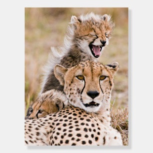 Cutest Baby Animals Cheetah Cat & Cub Foam Board