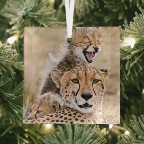 Cutest Baby Animals  Cheetah Cat  Cub Glass Ornament