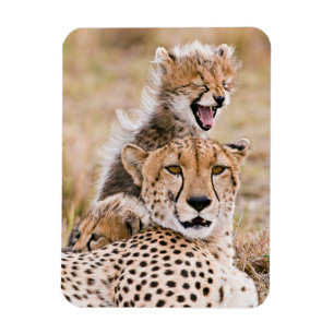 Cutest Baby Animals Cheetah Cat & Cub Magnet