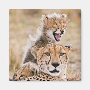 Cutest Baby Animals   Cheetah Cat & Cub Magnet