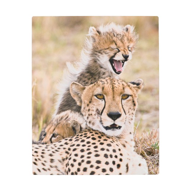 Cutest Baby Animals | Cheetah Cat & Cub Metal Print (Front)