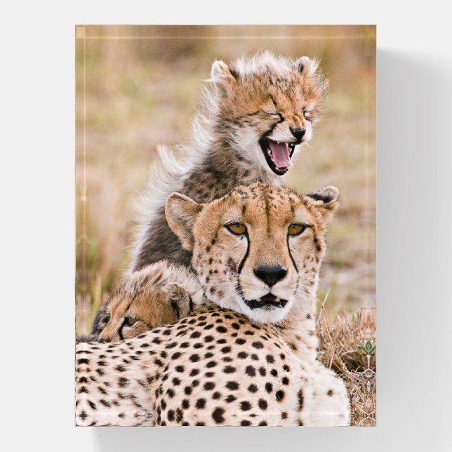 Cutest Baby Animals | Cheetah Cat & Cub Paperweight (Vertical)