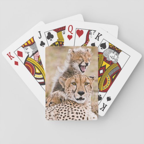 Cutest Baby Animals  Cheetah Cat  Cub Playing Cards