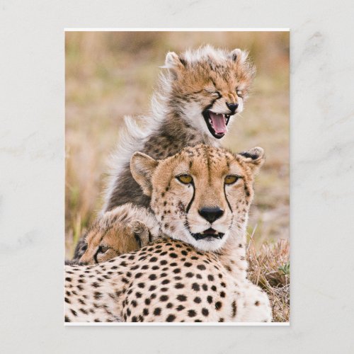 Cutest Baby Animals  Cheetah Cat  Cub Postcard