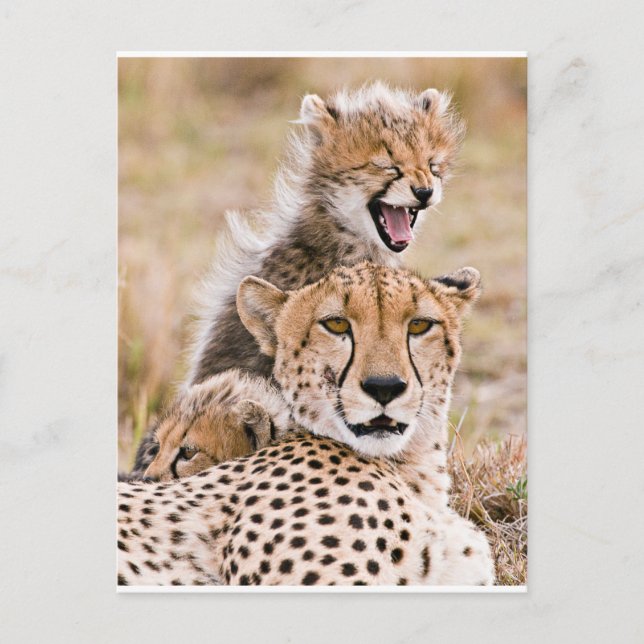 Cutest Baby Animals | Cheetah Cat & Cub Postcard (Front)
