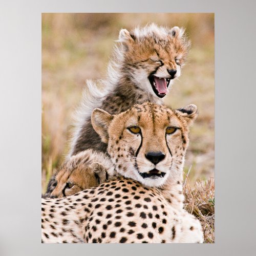 Cutest Baby Animals  Cheetah Cat  Cub Poster