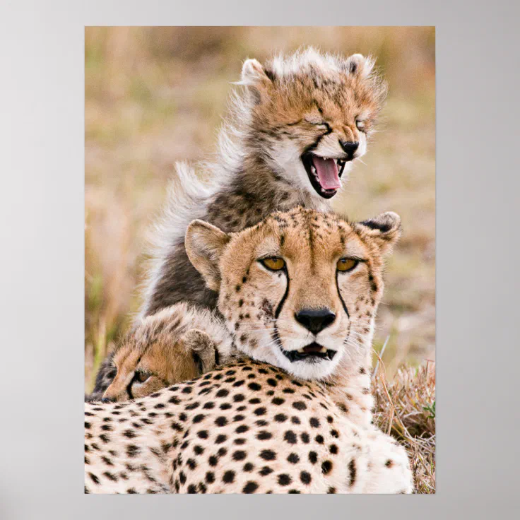 Cutest Baby Animals | Cheetah Cat & Cub Poster | Zazzle