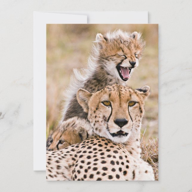 Cutest Baby Animals | Cheetah Cat & Cub Thank You Card (Front)