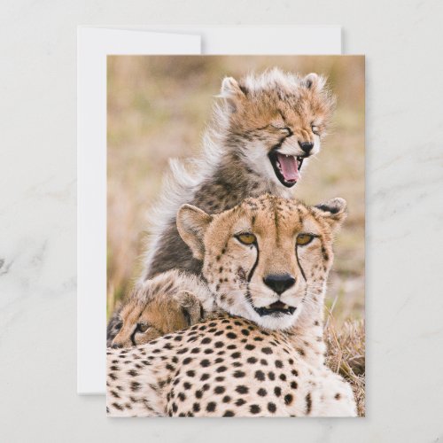 Cutest Baby Animals  Cheetah Cat  Cub Thank You Card