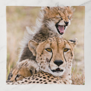 Cutest Baby Animals Cheetah Cat & Cub Trinket Tray