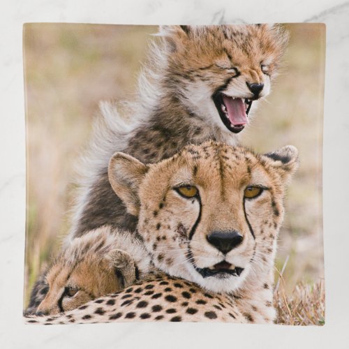 Cutest Baby Animals  Cheetah Cat  Cub Trinket Tray