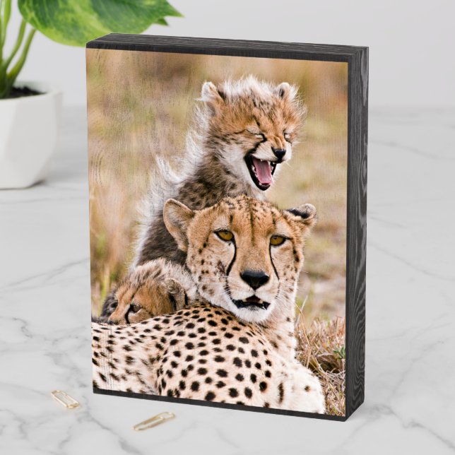 Cutest Baby Animals | Cheetah Cat & Cub Wooden Box Sign (In Situ Vertical)