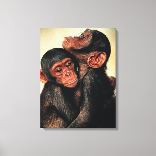 Cutest Baby Animals | Chimpanzee Hug Canvas Print (Front)