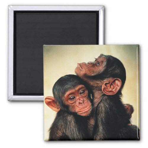 Cutest Baby Animals  Chimpanzee Hug Magnet