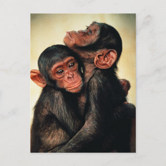 Cutest Baby Animals | Chimpanzee Hug Postcard