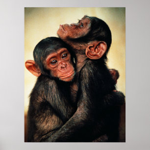 Cutest Baby Animals   Chimpanzee Hug Poster