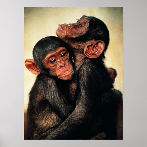 Cutest Baby Animals  Chimpanzee Hug Poster