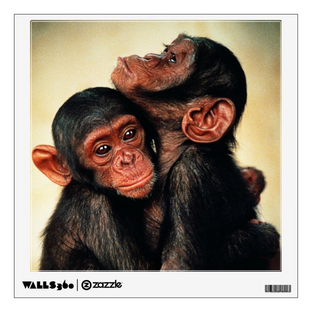 Cutest Baby Animals | Chimpanzee Hug Wall Decal (Front)