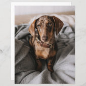 Cutest Baby Animals | Chocolate Dapple Dachshund (Front/Back)