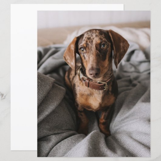 Cutest Baby Animals | Chocolate Dapple Dachshund (Front/Back)
