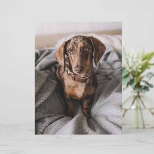 Cutest Baby Animals | Chocolate Dapple Dachshund (Standing Front)