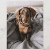 Cutest Baby Animals | Chocolate Dapple Dachshund (Front)