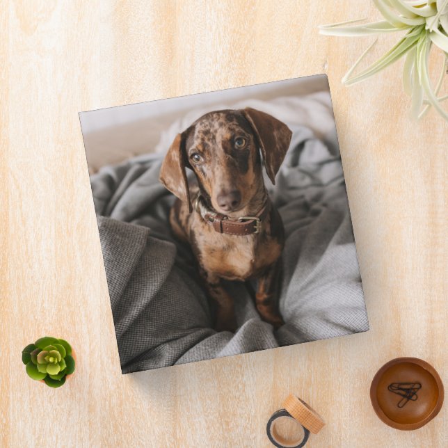 Cutest Baby Animals | Chocolate Dapple Dachshund 3 Ring Binder (In Situ)
