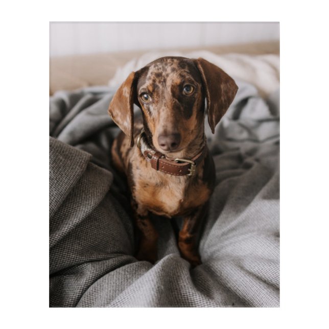 Cutest Baby Animals | Chocolate Dapple Dachshund Acrylic Print (Front)