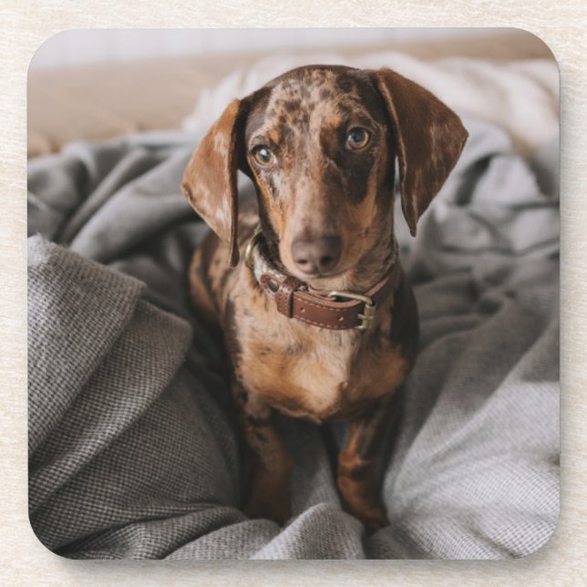 Cutest Baby Animals | Chocolate Dapple Dachshund Beverage Coaster (Front)