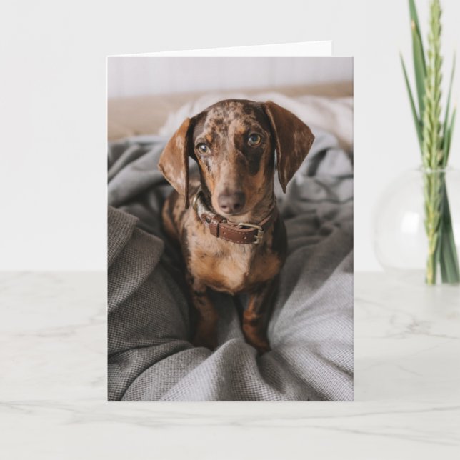 Cutest Baby Animals | Chocolate Dapple Dachshund Card (Front)