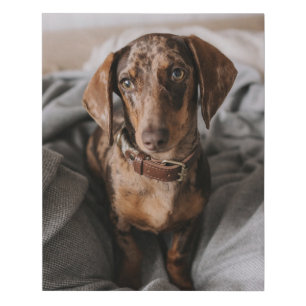 Cutest Baby Animals   Chocolate Dapple Dachshund Faux Canvas Print