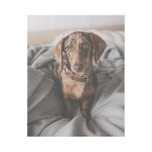Cutest Baby Animals Chocolate Dapple Dachshund Gallery Wrap