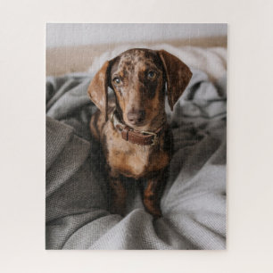 Cutest Baby Animals Chocolate Dapple Dachshund Jigsaw Puzzle