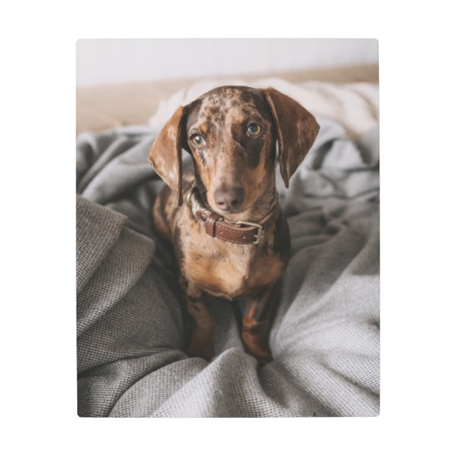 Cutest Baby Animals | Chocolate Dapple Dachshund Metal Print (Front)